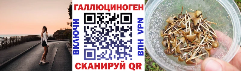 купить наркоту  Новопавловск  Галлюциногенные грибы Cubensis 
